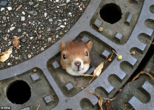 Hewan yang Terjebak di Manhole Cover
