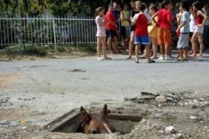 Hewan yang Terjebak di Manhole Cover