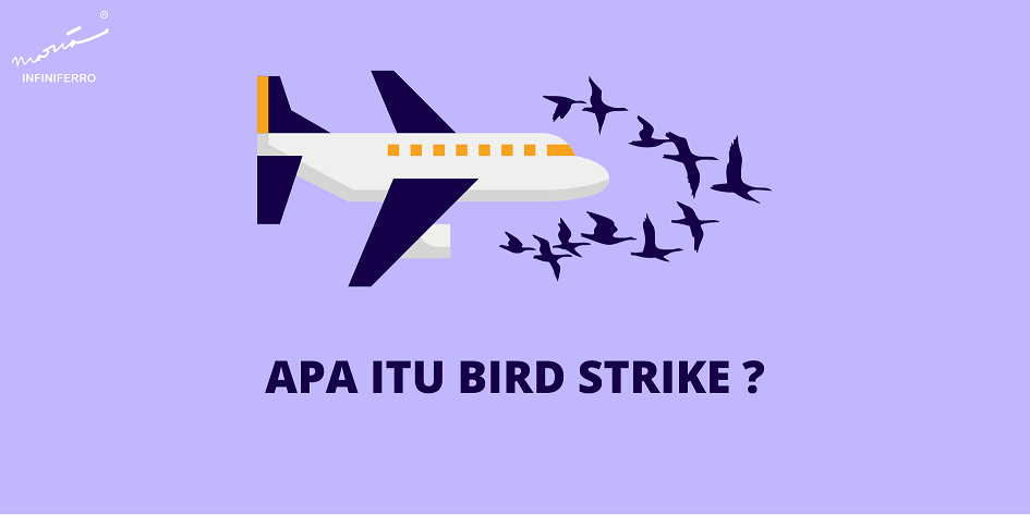 apa itu bird strike